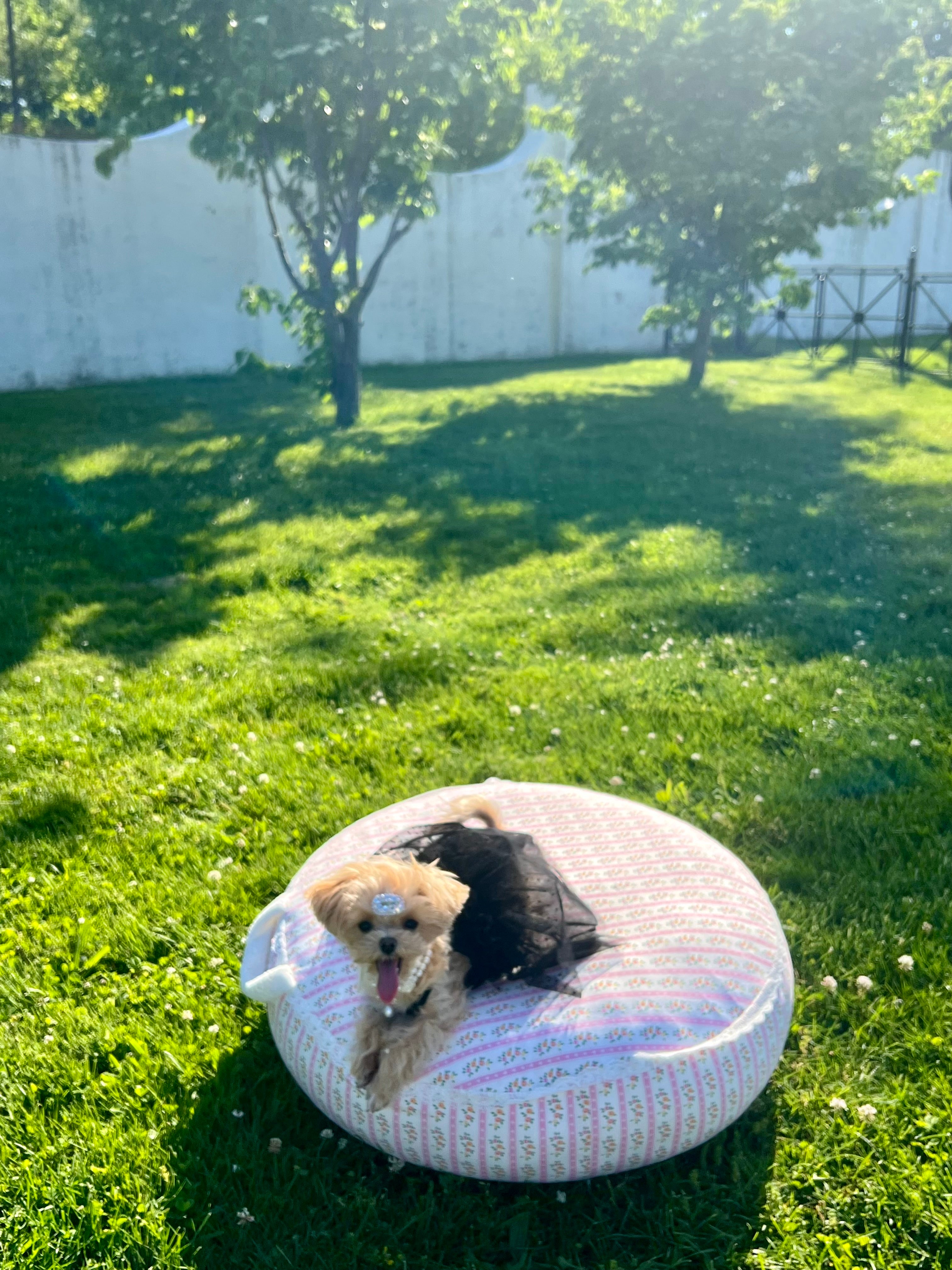 Petal Haven dog bed